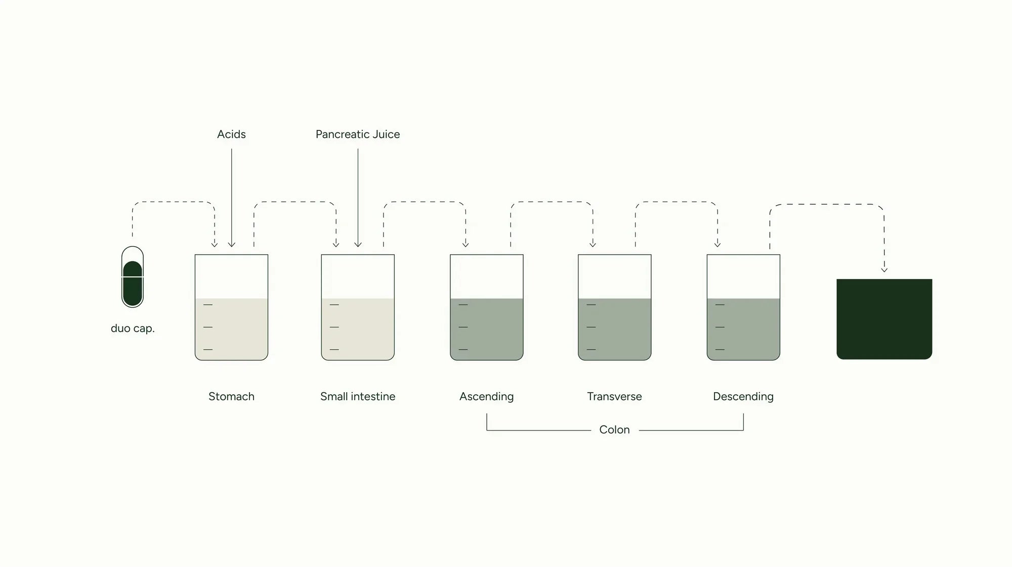 Diagramma che mostra il percorso di una capsula attraverso il sistema digestivo con fasi etichettate.
